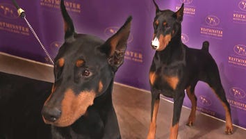 Meet the 2026 Westminster Kennel Club Best in Show Winner